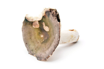 russula cyanoxantha