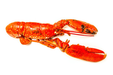 Cooked European lobster isolated on a white studio background.