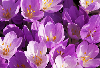 Autumn crocus or meadow saffron or naked lady