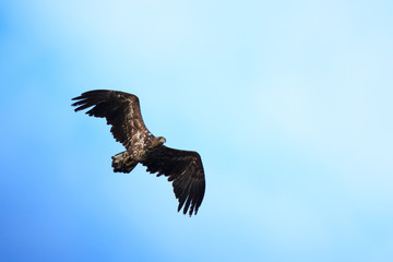 Obraz premium Haliaeetus albicilla, White-tailed Sea-eagle.