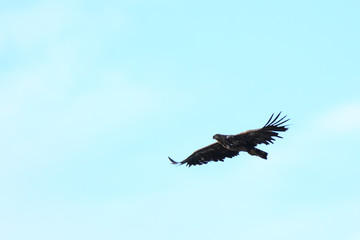 Haliaeetus albicilla, White-tailed Sea-eagle.