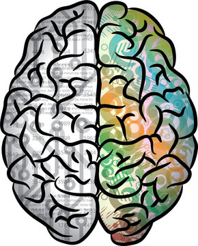 Human brain color