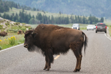Yellowstone wildlife