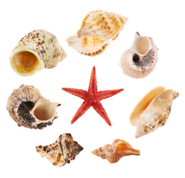 Set of multiple sea shells isolated