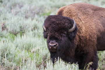 large male bison