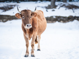 Caucasian calf