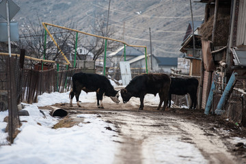 Calves. Greater Caucasus