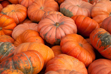 Kürbis, Sorte Garboo