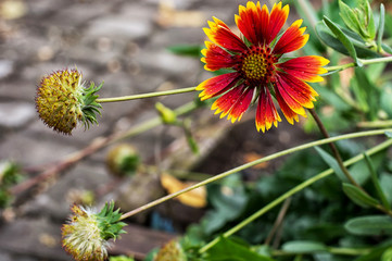 buds of bright wild flowers on background of green grass