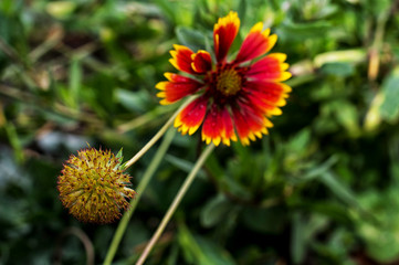 buds of bright wild flowers on background of green grass