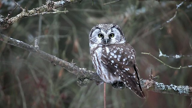 Boreal Owl, Aegolius funereus