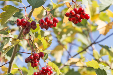 Viburnum berries