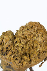 Close-up of spores in mature fungus