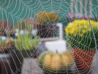 spinnennetz mit tautropfen