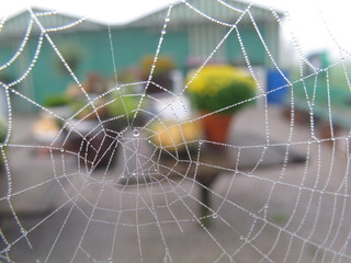 spinnennetz mit tautropfen
