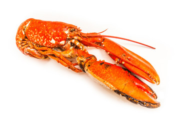 Cooked European lobster isolated on a white studio background.