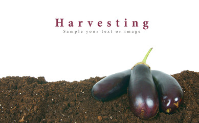 Harvesting. Eggplants on the earth.