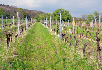 Fototapeta na wymiar view on vineyard in the spring