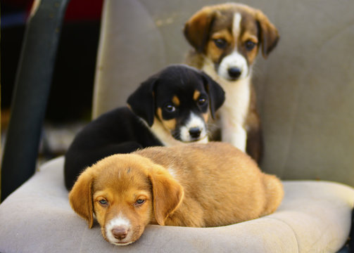 masum k&ouml;pek yavruları