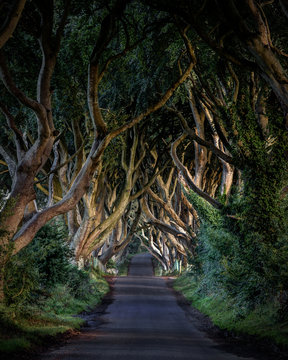 The Dark Hedges