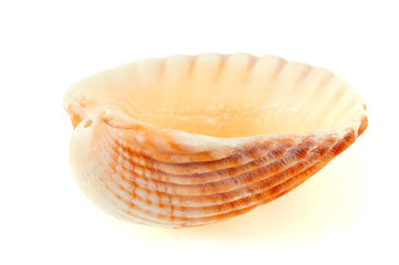 Acanthocardia tuberculata © Richard Villalon