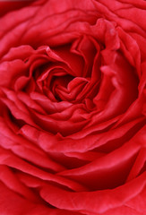 Fototapeta premium rose