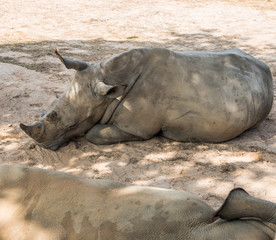 rhinoceros lay down under tree shade - 70274820