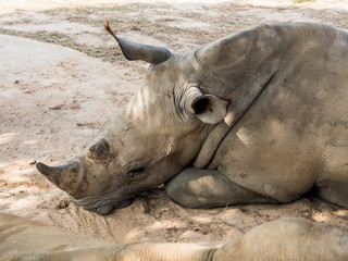 Rhinoceros lay down under tree shade - 70274822