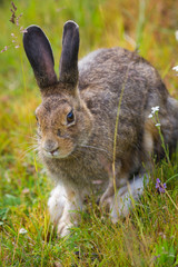 wild hare
