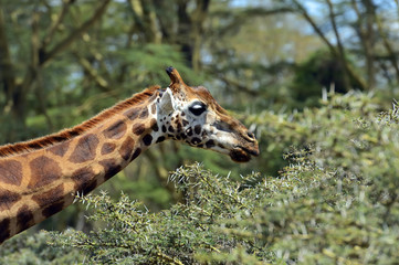 Obraz premium Giraffe