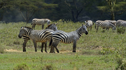 Zebra