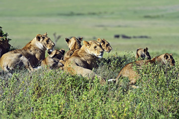 Lion