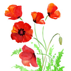 Fototapeta na wymiar Poppy flowers, watercolor illustration