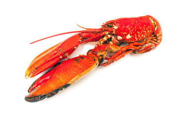 Cooked European lobster isolated on a white studio background.