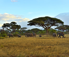 Naklejka premium Elephant