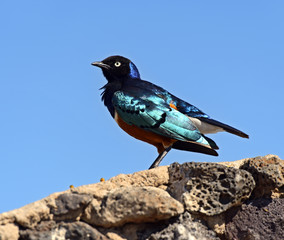 Colorful superb starling