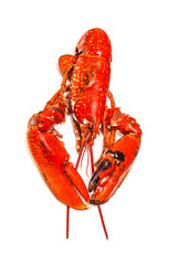 Cooked European lobster isolated on a white studio background.
