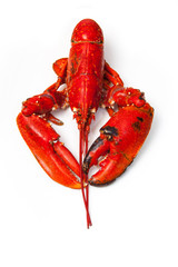 Cooked European lobster isolated on a white studio background.