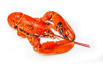 Cooked European lobster isolated on a white studio background.