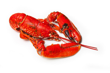 Cooked European lobster isolated on a white studio background.