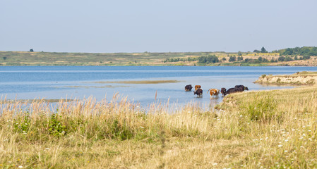 Fototapeta na wymiar Cows in the water