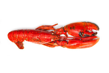 Cooked European lobster isolated on a white studio background.