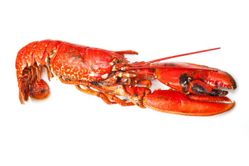 Cooked European lobster isolated on a white studio background.