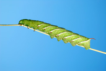 Tomato horn caterpillar.