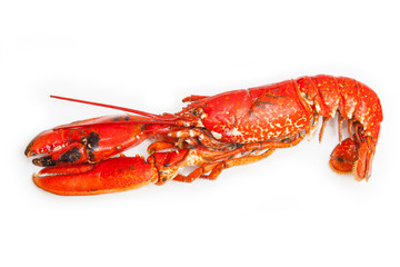 Cooked European lobster isolated on a white studio background.
