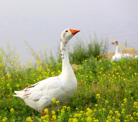 Goose on meadow