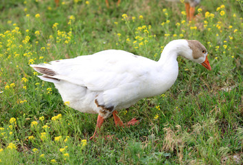 goose on pasture
