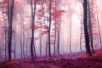 Panele Szklane Podświetlane  Fantazyjny jesienny kolor lasu