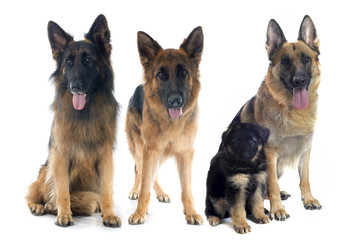 four german shepherds