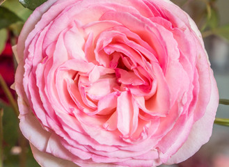 pink rose flower - 70277034